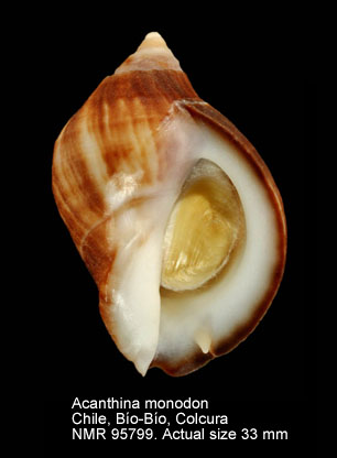 Acanthina monodon (2).jpg - Acanthina monodon (Pallas,1774)